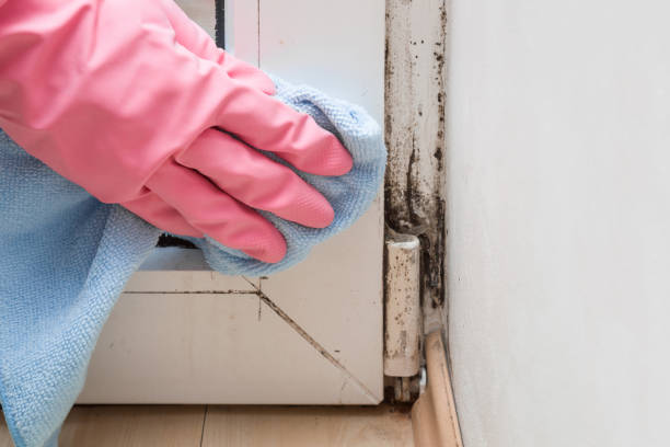 Best Black Mold Remediation in Kingstown, MD
